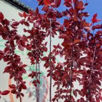 Slivka čerešňoplodá (Prunus cerasifera) ´PISSARDII NIGRA´ - výška 220-240 cm, obvod kmeňa 4/6 cm, kont. C25L/C30L - NA KMIENKU